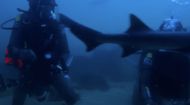 All The Sharks (Image via Netflix)